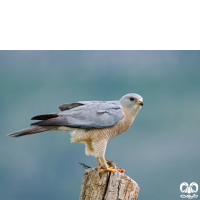 گونه پیغو Levant Sparrowhawk